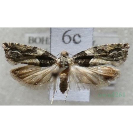 Epinotia nisella (Clerck, 1759) Czech6c